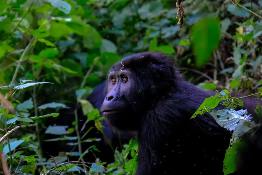 UN: Gorillas (Apes) Play an Important Role in Forest Health