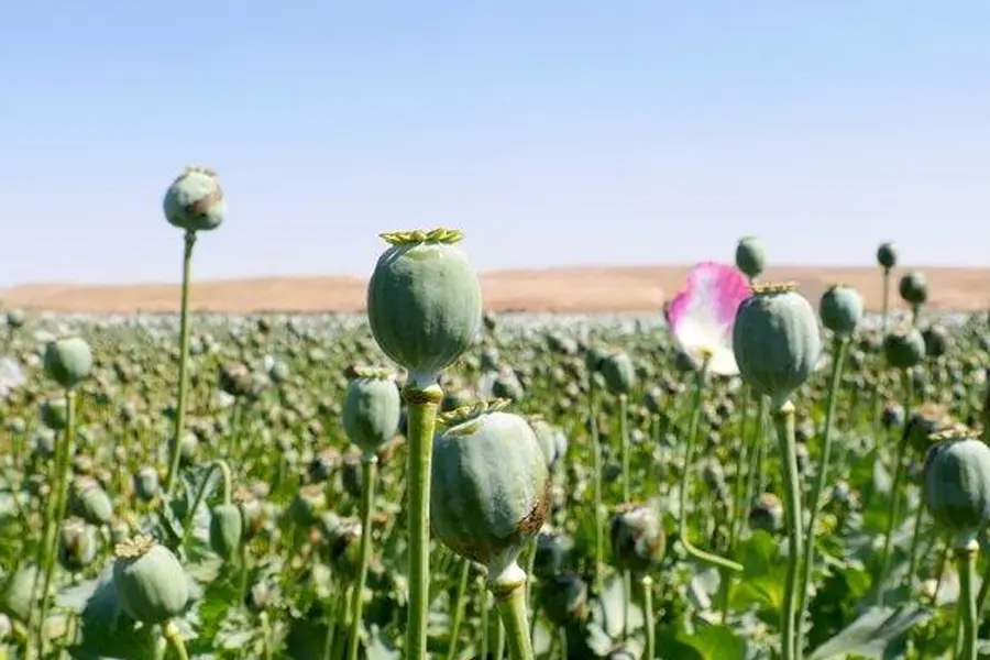 UN Emphasizes Support for People with Addiction in Afghanistan