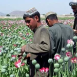UN: Opium Production in Afghanistan Increases Fivefold
