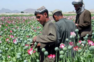 UN: Opium Production in Afghanistan Increases Fivefold