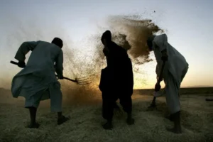 سنت حشر در روستاهای افغانستان رو به کاهش است