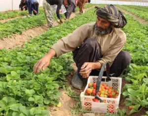 طالبان از افزایش ۱۰ درصدی زمین‌های زیر کشت در افغانستان خبر داد