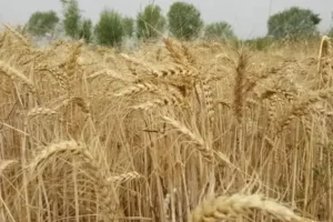 فائو:گرانی کود تهدیدی برای کشت گندم افغانستان است