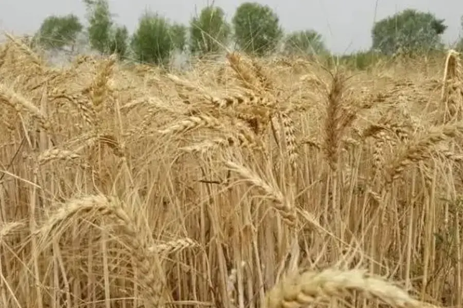 فائو:گرانی کود تهدیدی برای کشت گندم افغانستان است
